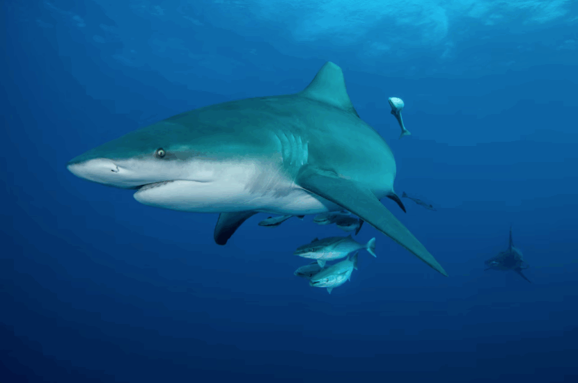 Bull shark breaks record with 4,000 mile swim off Africa. Photo by Ryan Daly, story by Brianna Randall